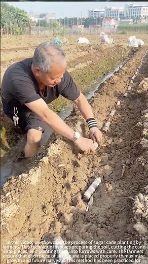 Farming Sweet Cane: A Growing Journey 🌾
