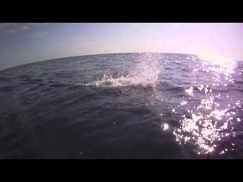 Swordfish vs. Mako Shark