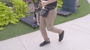 Get Your Dog FULLY Trained In ONLY 2 Weeks! ✅ 2 Week Program ✅ Suitable For All Dogs ✅ Flexible Payments ✅ Complete Dog Training Course ✅ Lifetime Guaranteed Results Click "Learn More" Below | All Dogs Unleashed