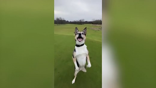 Dog walks upright and backwards like a human