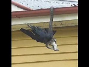 Snake eating Crow