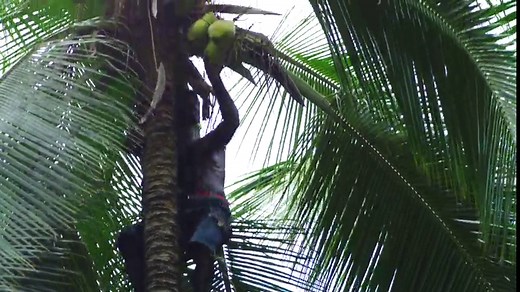 Vita Coco - Pure Coconut Water (330ml x 12) - Naturally Hydrating - Packed With Electrolytes - Gluten Free - Full Of Vitamin C & Potassium