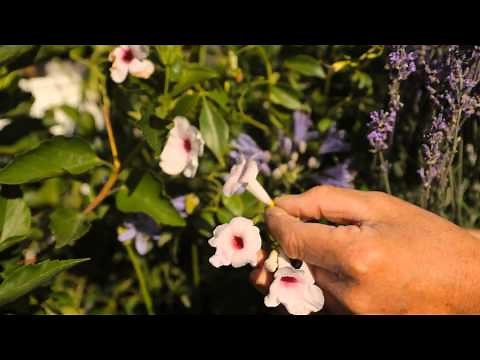 How to Plant Butterfly & Hummingbird Wildflower Gardens : Garden Savvy