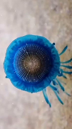 Drifting like a tiny alien spaceship, Porpita porpita—the Blue Button—isn’t a jellyfish or a fish, but a floating colony of ocean life. Small, stunning, and stranger than fiction. 🌊💙 #discoverychannel #DiscoveryChannelIN #DiscoveryChannelIndia #porpitaporpita #BlueButton #Ocean | Discovery Channel India