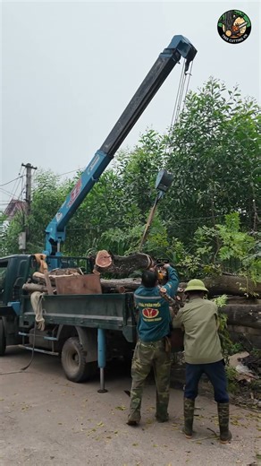 cutting the chinaberry tree and loading it onto a truck #chainsaw #treecutting