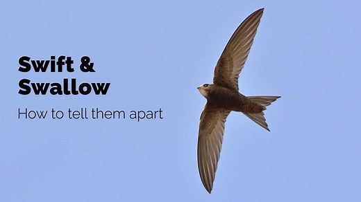 House Martins can be seen across much of the UK, and you might even be lucky enough to have them nesting near you. But how do you tell them apart from Swallow and Swift? @PAStancliffe explains it all in this video. BBC Springwatch #Springwatch | BTO British Trust for Ornithology