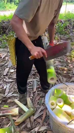 Satisfying Bamboo Shoot Cutting