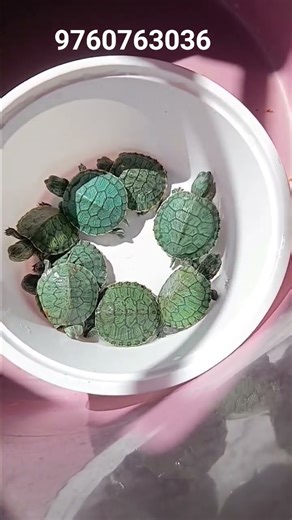Red ear slider turtle #exotic #redearedslider #turtle #tortoise#reptiles #animals #viralvideo