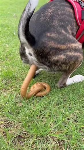 Beneficiaries of the probiotic use for: improve nutrient absorbery, abagement of immune deficiency, intestinal microbia health and intestinal function, reduce allergies and gastrointestinal syms, such as hips, stimularing beneficial bacteria in the intestines, preventing digestive problems and chronic inflammation, cultivate pathogenic bacteria with beneficial bacteria in the intestines and controlling the rash rash#dog #probioticsfordog #dogsoftiktok #doghealthylife #fyp