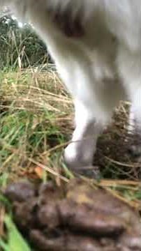 Dog Poop #3