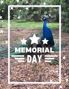 1.6K views · 53 reactions | The Honolulu Zoo will be open this Memorial Day Monday during regular business hours. Visit and spend your day with us. #MemorialDay #visitthezoo #thehonoluluzoo #honoluluzoo #honolulu #hawaii | The Honolulu Zoo | Facebook