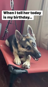 743K views · 10K reactions | Kinda rude. #funny #dog #viral #birthday #puppy #dogmom #gsd #germanshepherd #fbreel #fbreels #cute #dogmomlife #video #funnypuppy | Lora Harris | Facebook