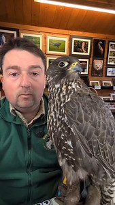 Meet Gandalf one of our Gyr x Saker Falcons. He's one of our fastest flying falcons #birdtok #birdsofprey #birdtok #falconry #birds #falcon #gyr #saker | SMJ Falconry