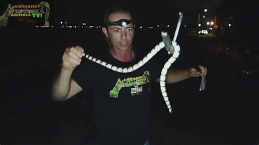 Snake beach | Sea krait beach where sea snakes come onto the land with venomous snakes