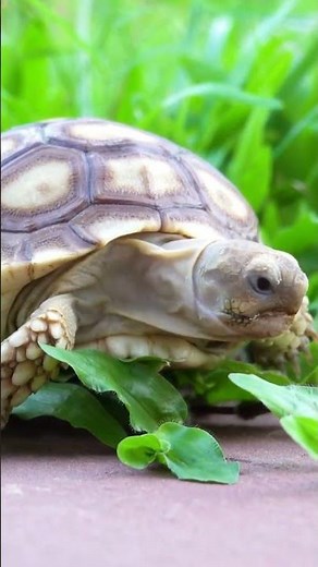 🐢 Unveiling the Speckled Tortoise: Surprising Size Secrets Revealed! 🌟