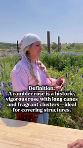 7.1K views · 83 reactions | Rambler Roses almost went extinct due to...