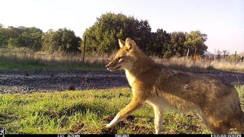 Researchers find evidence of jackal domestication in Israel