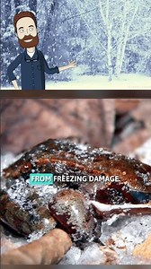 Can a Frozen Frog Really Survive Winter?
