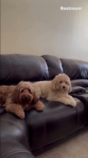 Watch These Two Adorable Mini Goldendoodles Unleash Maximum Cuteness!
