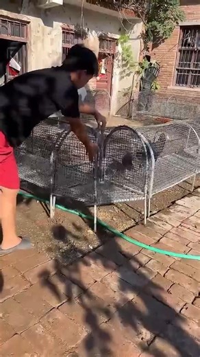 Backyard Poultry Cage with Chickens and Ducks 🐓🦆