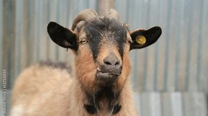 Goat looking into the camera and chews