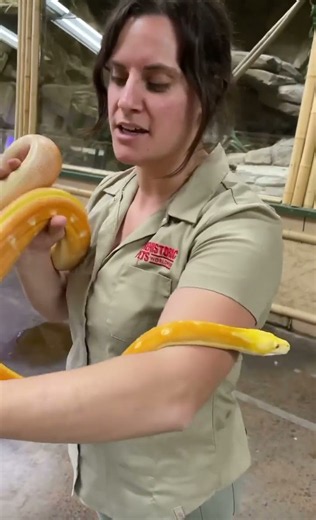 Rare reticulated python shows off her stunning sherbet colors today