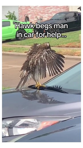 Intelligent Hawks: A Heartwarming Rescue Story