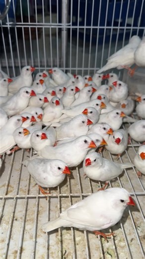 Zabra Finch Care Tips for Pet Owners