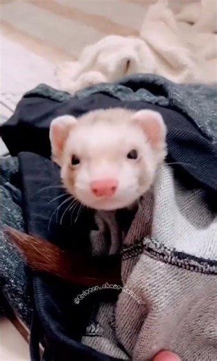 Ferret Hiding in a Blanket Like a Tiny Ninja 😂🧥