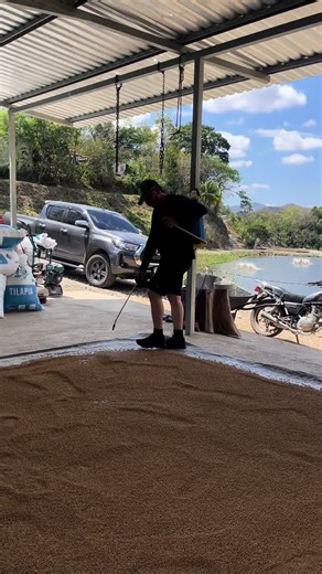 #trabajando #pescado #tilapia 🐟