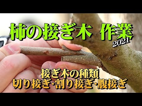 柿の接ぎ木（つぎ木）作業（切り接ぎ・割り接ぎ・腹接ぎ） 2021
