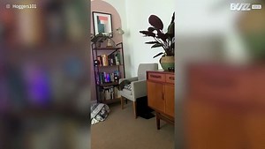 Kitten's hilarious jump fail