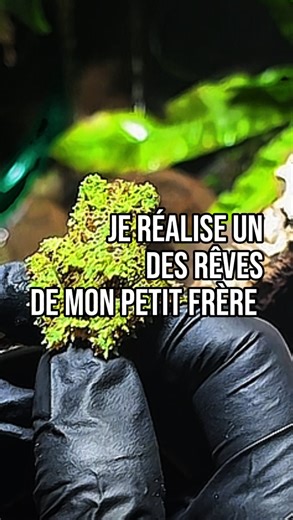 Octune jungle on Instagram: "⚠️ Cette vidéo n’a pas pour but de promouvoir le fait d’offrir un animal de compagnie à quelqu’un, mais simplement de partager mon expérience et le bonheur d’avoir pu mener à bien un projet PRÉVU pour mon petit frère ⚠️ Jamais il ne me serait venu à l’idée d’offrir un animal à mon frère, ou d’inciter qui que ce soit à en adopter un, si la personne n’était pas prête. Dans la situation présentée dans la vidéo, mon frère est passionné par cette espèce depuis déjà plusie