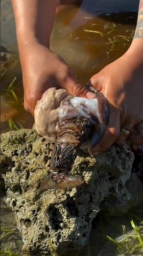 Monster Sea Creature Found Inside Rock 😱 Giant Octopus Attack Caught on Camera!