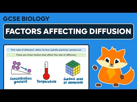 Factors Affecting the Rate of Diffusion - GCSE Biology