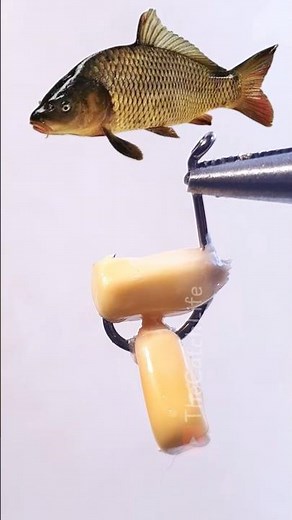 GIANT CARP BAIT! Double Corn Trick For Big Carp!
