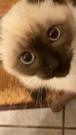 Kitten Has a Lot to Say 🥰