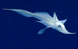Creature of the Deep Sea: Marine Biology Researcher Studies Ghost Sharks