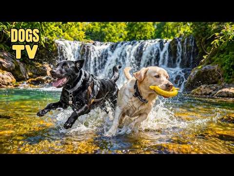 24/7 DOG TV: Videos Entertain for Dogs Home Alone All Day with Music Relax & Anti-Stress - Dogs Musi