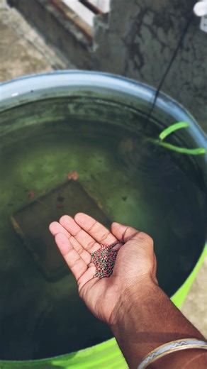 is fish pond DIY filter cleaning water