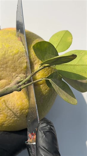 4.7K views | Amazing fruit cutting design | Fruitninja007 | Facebook