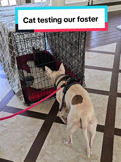 Understanding Cat Testing for Foster Dogs