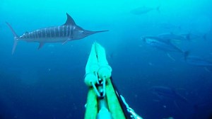 1.4M views · 561 shares | Great White sneaks up on Grayson Shepard in Gulf of Mexico Extended Version | Diving With Sharks | Facebook