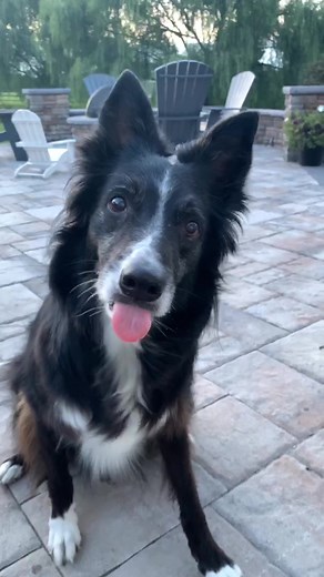 Dog Smile Trick: Fun and Easy Training Tips