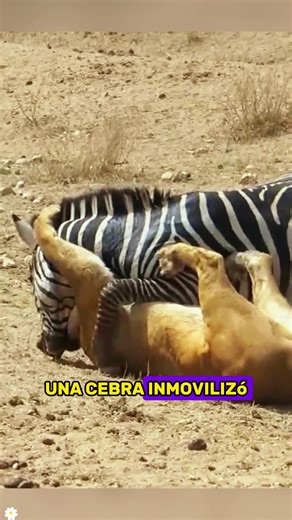 Discover the Fascinating World of Zebras