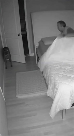 dog instinct is something surprising#dogshorts #dog #dogs