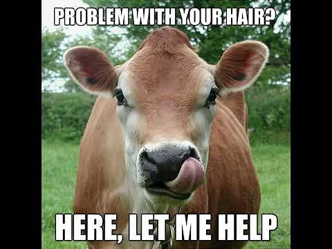 Get Ready to Laugh: Explore the Funniest Cow Memes Ever!