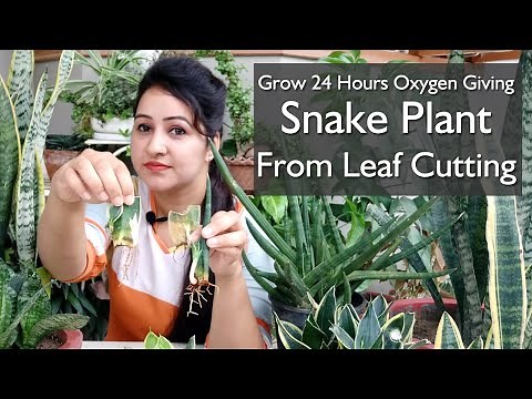How to Grow Snake Plant From Leaf | Snake Plant Care | snake plant Leaf propagation