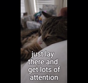 Cat Relaxing: Purrfect Moments of Feline Serenity