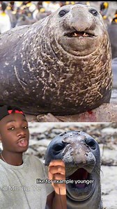 26K views · 308 reactions | Seriously tho, whats up with that vocal fry #seal #cute #singing #nature #moreyouknow part 1 | Mndia Ye | Facebook